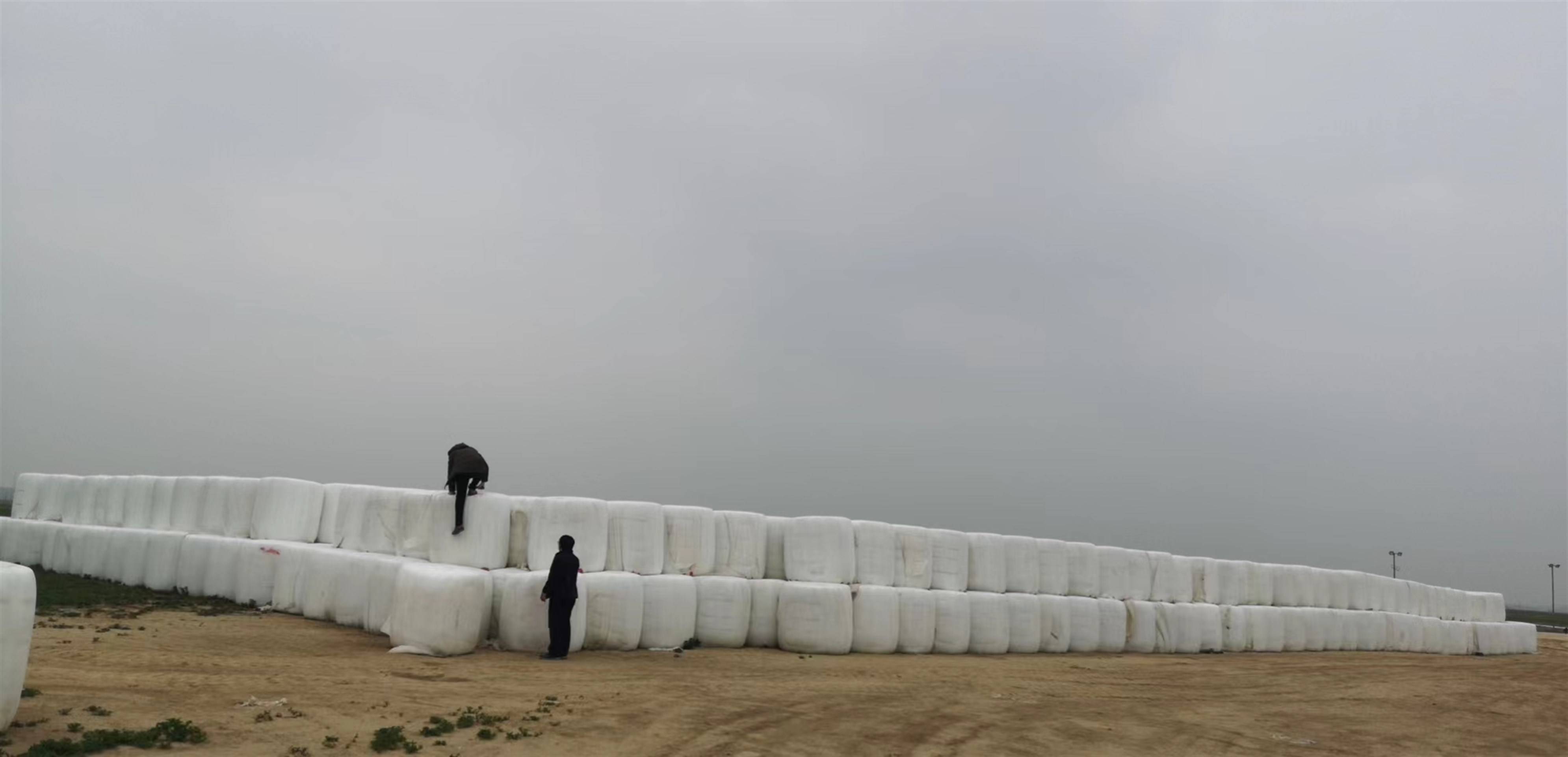 1紫花苜蓿2玉米燕麦