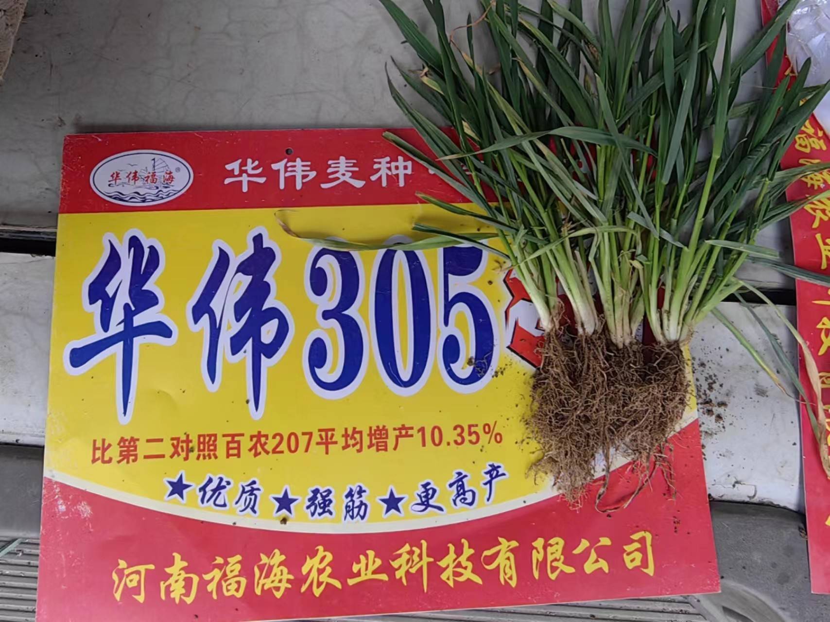 小麦种华伟305