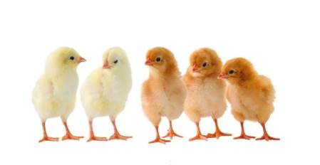 罗曼粉罗曼褐鸡苗