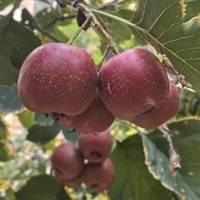 王雅冬