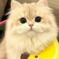 秦毅辉